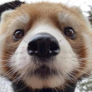 Meet your Posher, Audrey